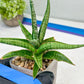 Sansevieria Trident (PH18) | Imported Indoor Snake Plant