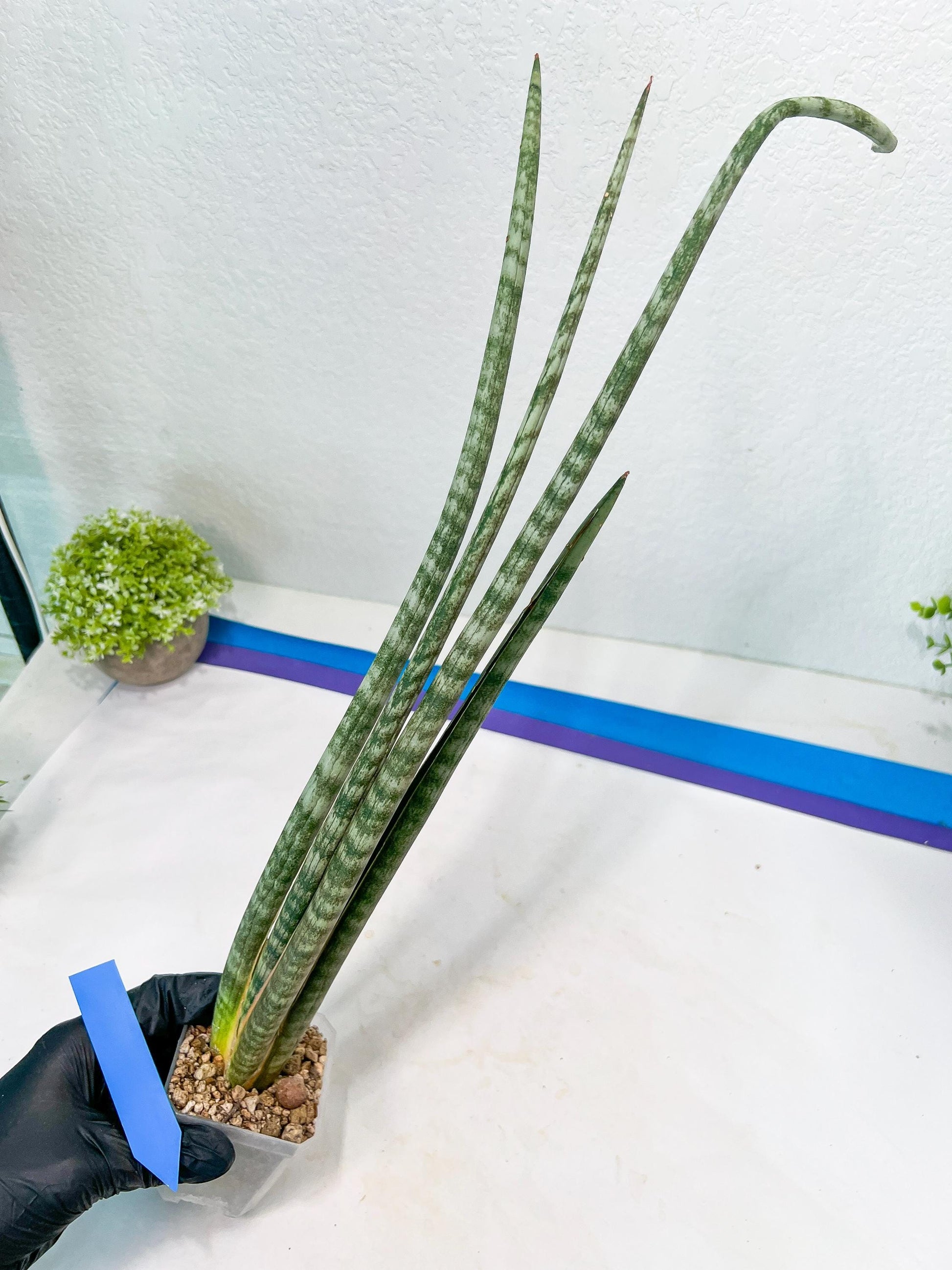 Sansevieria Pix Maro (B3) | New Hybrids Imported