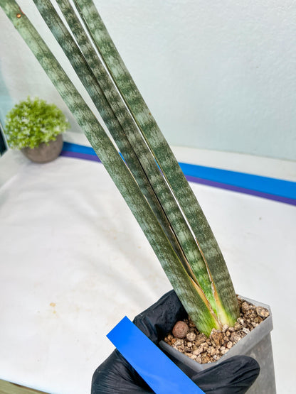 Sansevieria Pix Maro (B3) | New Hybrids Imported