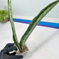 Sansevieria Rayquaza (B3) | New Hybrids Imported