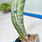 Sansevieria Rayquaza (B3) | New Hybrids Imported