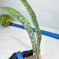 Sansevieria Rayquaza (B3) | New Hybrids Imported