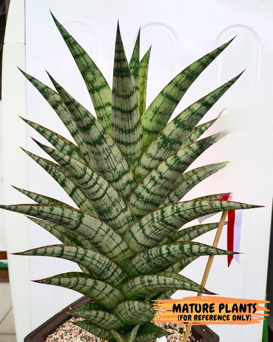 Sansevieria baladewa (#H48) | Snake plant Hybrids