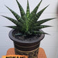 Sansevieria Black Diamond (#35) | Rare Import | Hybrids