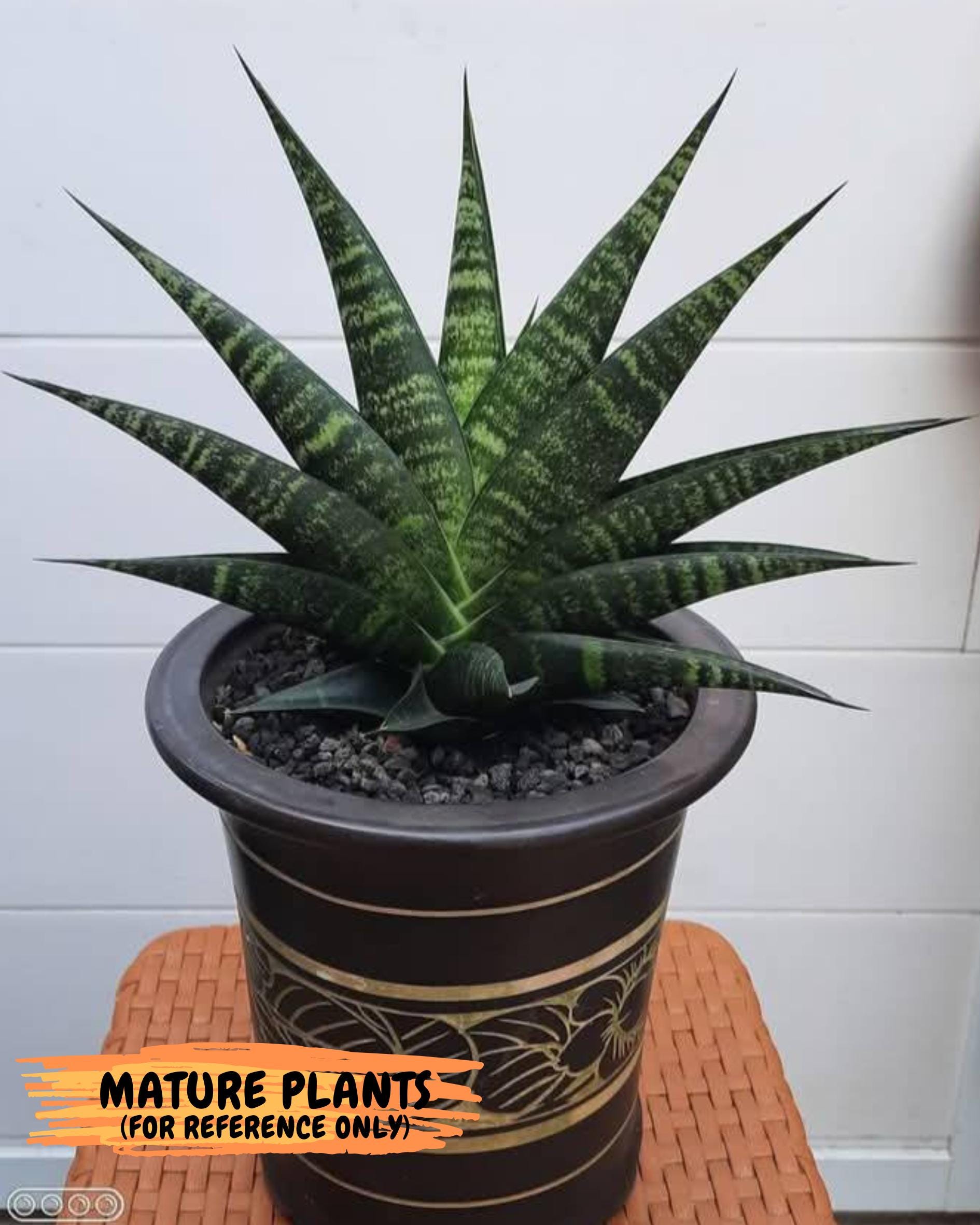 Sansevieria Black Diamond (#35) | Rare Import | Hybrids