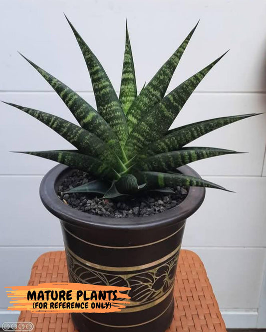 Sansevieria Black Diamond (#35) | Rare Import | Hybrids