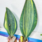 Sansevieria Masoniana Variegated | Mason | Shark Fin