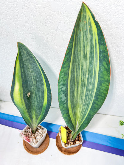 Sansevieria Masoniana Variegated | Shark Fin