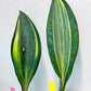 Sansevieria Masoniana Variegated | Mason | Shark Fin