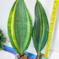 Sansevieria Masoniana Variegated | Mason | Shark Fin