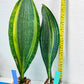 Sansevieria Masoniana Variegated | Mason | Shark Fin