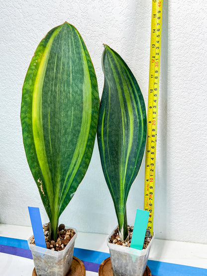Sansevieria Masoniana Variegated | Shark Fin