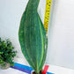 Sansevieria Masoniana Variegated | Mason | Shark Fin