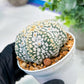 Custom Order- We’ll send you the exact live plant pictured (T5) (g1) | Imported From Japan | 3" Pot