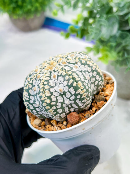Custom Order- We’ll send you the exact live plant pictured (T5) (g1) | Imported From Japan | 3" Pot
