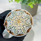 Custom Order- We’ll send you the exact live plant pictured (T5) (g1) | Imported From Japan | 3" Pot