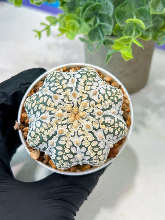 Custom Order- We’ll send you the exact live plant pictured (T5) (g1) | Imported From Japan | 3" Pot