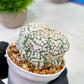 Custom Order- We’ll send you the exact live plant pictured (T5) (g2) | Las Vegas Plant Shop | 3" Pot