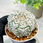 Custom Order- We’ll send you the exact live plant pictured (T5) (g2) | Las Vegas Plant Shop | 3" Pot