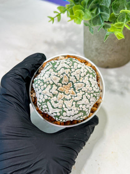 Custom Order- We’ll send you the exact live plant pictured (T5) (g2) | Las Vegas Plant Shop | 3" Pot