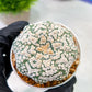 Custom Order- We’ll send you the exact live plant pictured (T5) (g2) | Las Vegas Plant Shop | 3" Pot