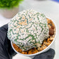 Custom Order- We’ll send you the exact live plant pictured (T5) (g2) | Las Vegas Plant Shop | 3" Pot