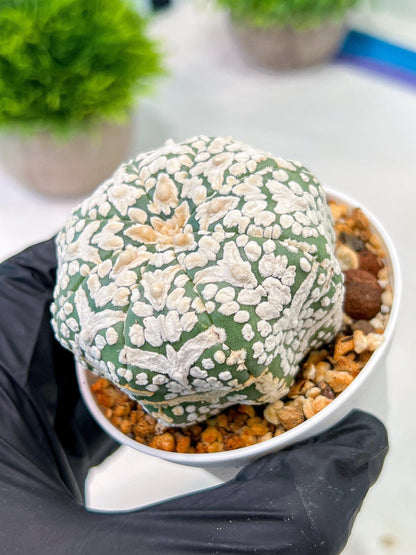 Custom Order- We’ll send you the exact live plant pictured (T5) (g2) | Las Vegas Plant Shop | 3" Pot