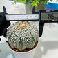 Custom Order- We’ll send you the exact live plant pictured (T5) (g3) | SHIP from USA | 3" Pot