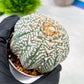 Custom Order- We’ll send you the exact live plant pictured (T5) (g3) | SHIP from USA | 3" Pot
