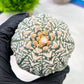 Custom Order- We’ll send you the exact live plant pictured (T5) (g3) | SHIP from USA | 3" Pot
