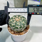Custom Order- We’ll send you the exact live plant pictured (T5) (g4) | Las Vegas PLANT SELLER| 3" Pot