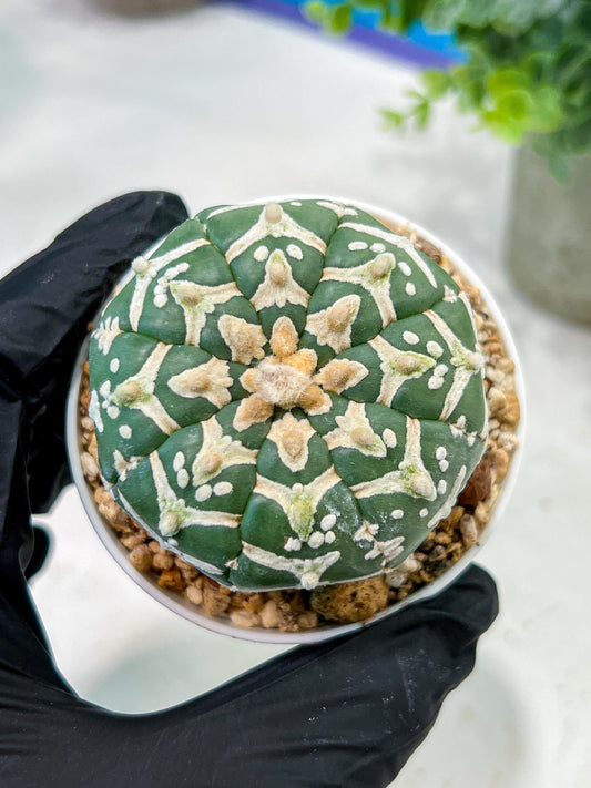 Custom Order- We’ll send you the exact live plant pictured (T5) (g4) | Las Vegas PLANT SELLER| 3" Pot