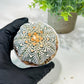 Custom Order- We’ll send you the exact live plant pictured (T5) (g5) | Las Vegas Plant Shp | 3" Pot