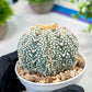 Custom Order- We’ll send you the exact live plant pictured (T5) (g5) | Las Vegas Plant Shp | 3" Pot