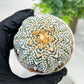 Custom Order- We’ll send you the exact live plant pictured (T5) (g5) | Las Vegas Plant Shp | 3" Pot