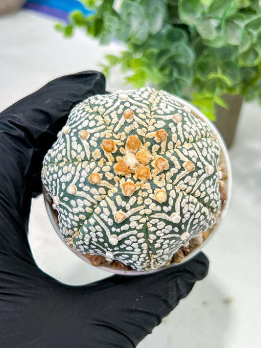 Custom Order- We’ll send you the exact live plant pictured (T5) (g5) | Las Vegas Plant Shp | 3" Pot
