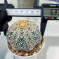 Custom Order- We’ll send you the exact live plant pictured (T5) (g5) | Las Vegas Plant Shp | 3" Pot