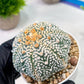 Custom Order- We’ll send you the exact live plant pictured (T5) (g5) | Las Vegas Plant Shp | 3" Pot