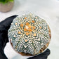 Custom Order- We’ll send you the exact live plant pictured (T5) (g5) | Las Vegas Plant Shp | 3" Pot