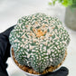 Custom Order- We’ll send you the exact live plant pictured (T5) (g6) | American Plant Seller | 3" Pot