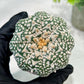 Custom Order- We’ll send you the exact live plant pictured (T5) (g6) | American Plant Seller | 3" Pot