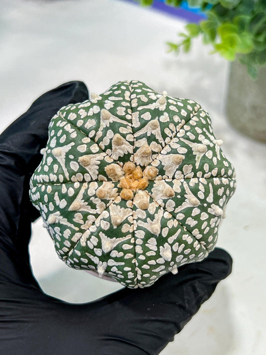 Custom Order- We’ll send you the exact live plant pictured (T5) (g6) | American Plant Seller | 3" Pot