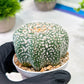 Custom Order- We’ll send you the exact live plant pictured (T5) (g6) | American Plant Seller | 3" Pot