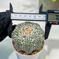 Custom Order- We’ll send you the exact live plant pictured (T5) (g6) | American Plant Seller | 3" Pot