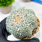 Custom Order- We’ll send you the exact live plant pictured (T5) (g6) | American Plant Seller | 3" Pot