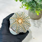 Custom Order- We’ll send you the exact live plant pictured (T5) (g7) | Nevada Plant Seller | 3" Pot