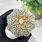 Custom Order- We’ll send you the exact live plant pictured (T5) (g7) | Nevada Plant Seller | 3" Pot