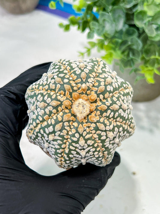 Custom Order- We’ll send you the exact live plant pictured (T5) (g7) | Nevada Plant Seller | 3" Pot