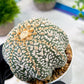 Custom Order- We’ll send you the exact live plant pictured (T5) (g7) | Nevada Plant Seller | 3" Pot