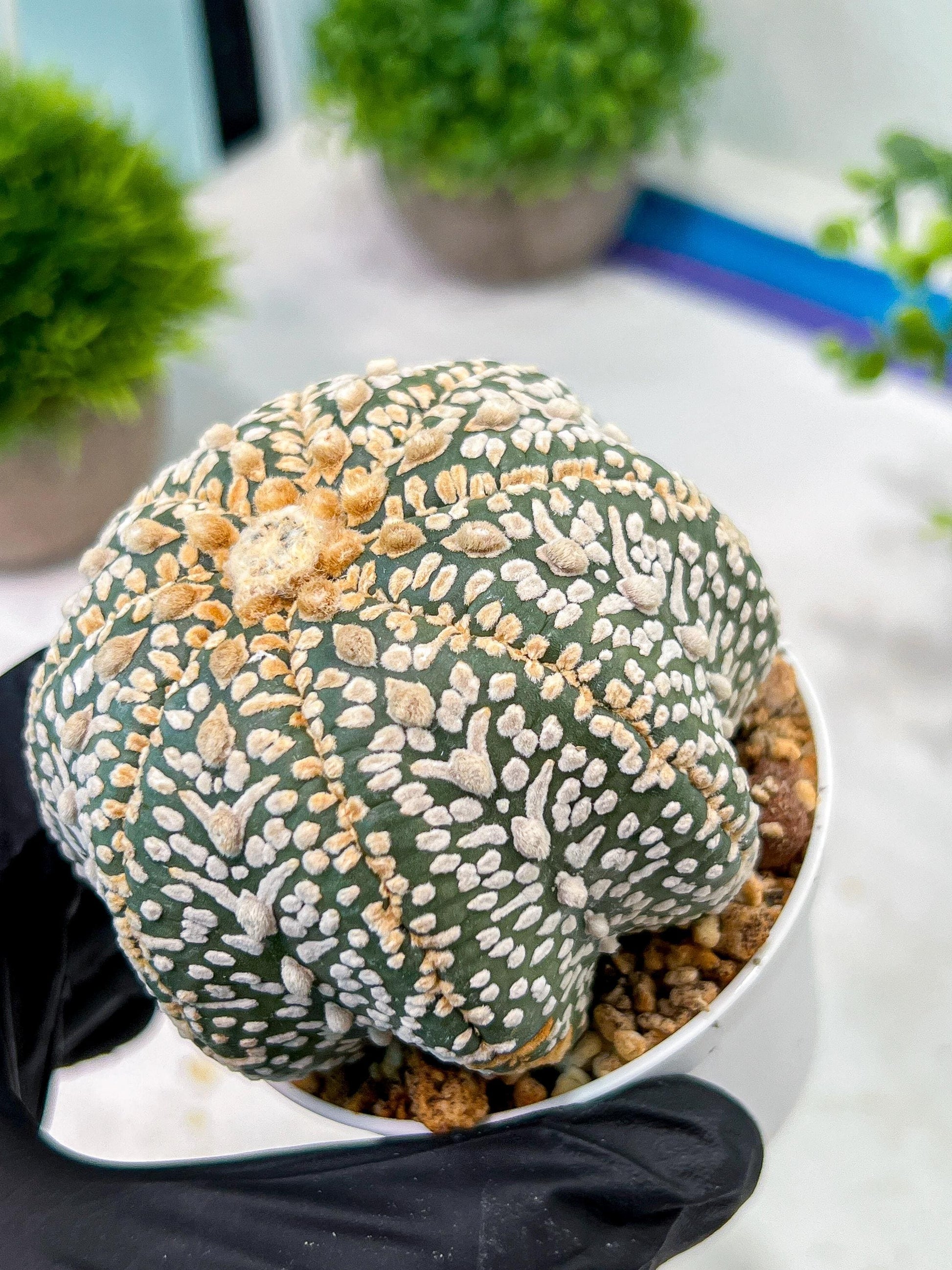 Custom Order- We’ll send you the exact live plant pictured (T5) (g7) | Nevada Plant Seller | 3" Pot